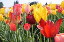 Keizer: flowers, Bloom, Tulips